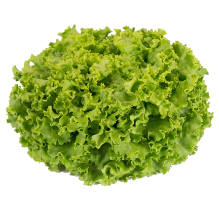 Lettuse