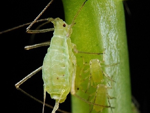 12Aphid