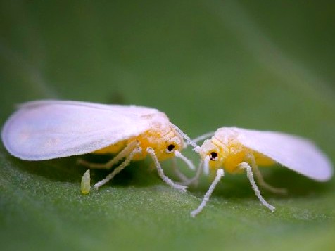 8Whitefly